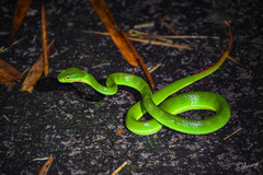 Trimeresurus albolabris