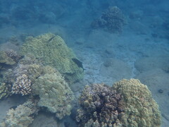 Caranx melampygus