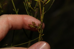 Leptomeria acida
