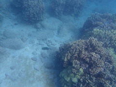 Caranx melampygus
