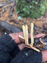 Clavariadelphus caespitosus