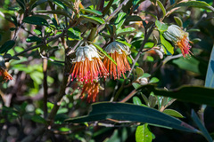Diplolaena dampieri