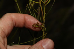 Leptomeria acida