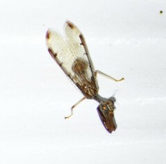 Dicromantispa interrupta