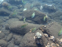 Acanthurus triostegus