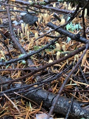 Clavariadelphus caespitosus