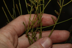 Leptomeria acida