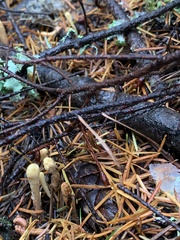 Clavariadelphus caespitosus