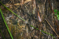 Chalcorana chalconota