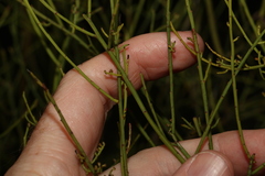 Leptomeria acida