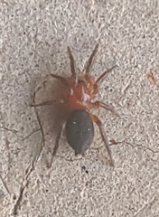 Gnaphosa sericata