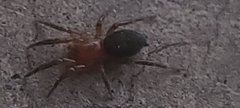 Gnaphosa sericata