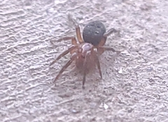 Gnaphosa sericata