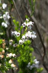 Erica margaritacea