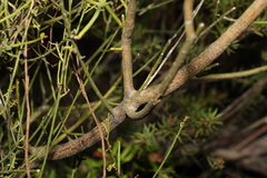 Leptomeria acida