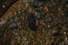 Chalcorana chalconota