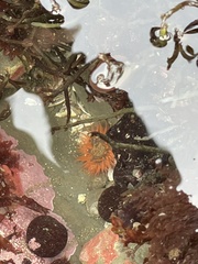 Anthopleura artemisia