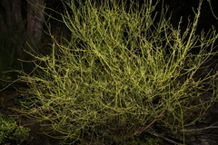 Leptomeria acida