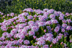 Pimelea ferruginea