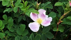 Rosa woodsii