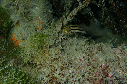 Goldspotted sand bass (Paralabrax auroguttatus) — Serranidae