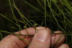 Leptomeria acida