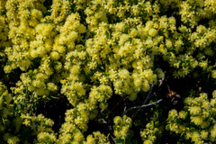 Acacia littorea