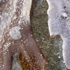 Jellyella tuberculata