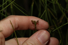 Leptomeria acida