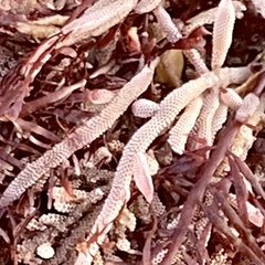 Jellyella tuberculata