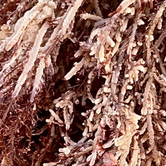 Jellyella tuberculata