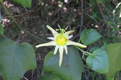 Passiflora herbertiana