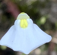Utricularia barkeri