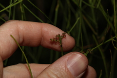 Leptomeria acida