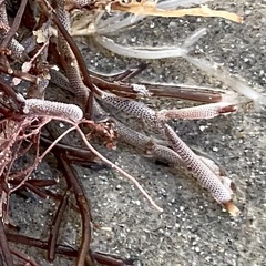 Jellyella tuberculata