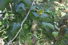 Passiflora herbertiana