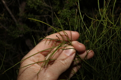 Leptomeria acida