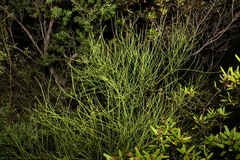 Leptomeria acida