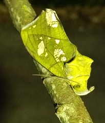 Eudocima hypermnestra