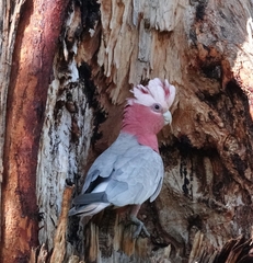 Eolophus roseicapilla albiceps