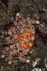 Phyllolithodes papillosus