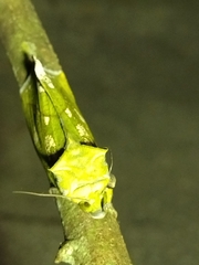 Eudocima hypermnestra