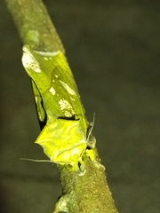 Eudocima hypermnestra