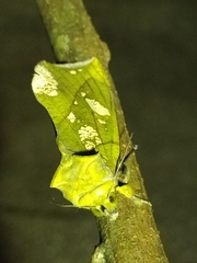 Eudocima hypermnestra