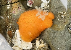 Acanthodoris lutea