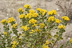 Pteronia