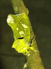 Eudocima hypermnestra