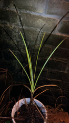 Rhynchospora corniculata