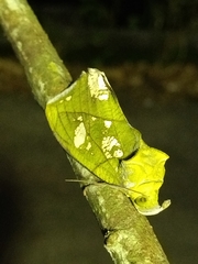 Eudocima hypermnestra