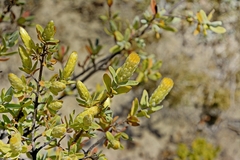 Pteronia